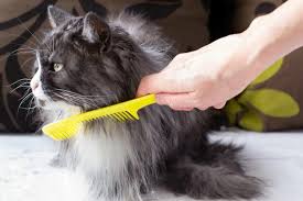 best brush long haired cats