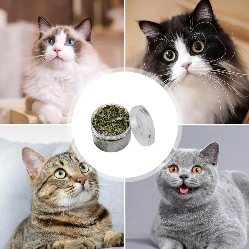 pettechhair dried catnip tin for cat play centered with four different cats in collage showing interest