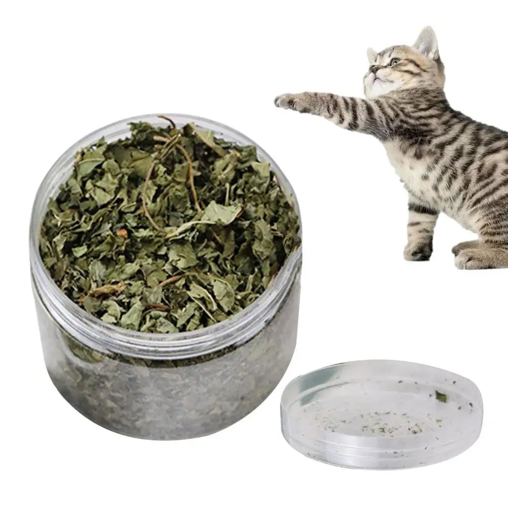 Pettechhair dried catnip in clear plastic jar with loose green leaves and playful tabby kitten reaching paw