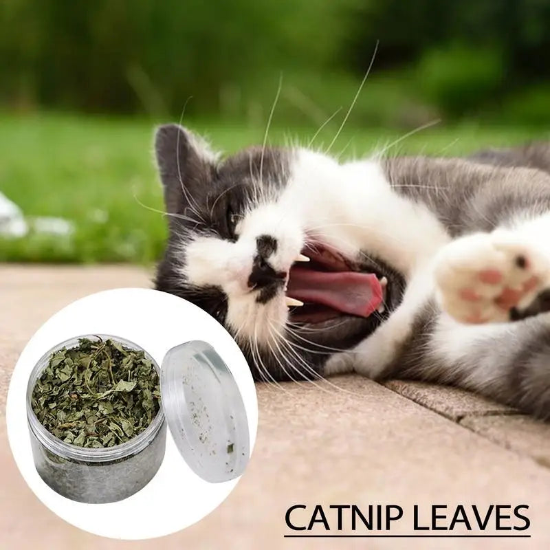 Catnip leaves in a clear jar next to a gray and white cat yawning on a patio natural herbal cat treat