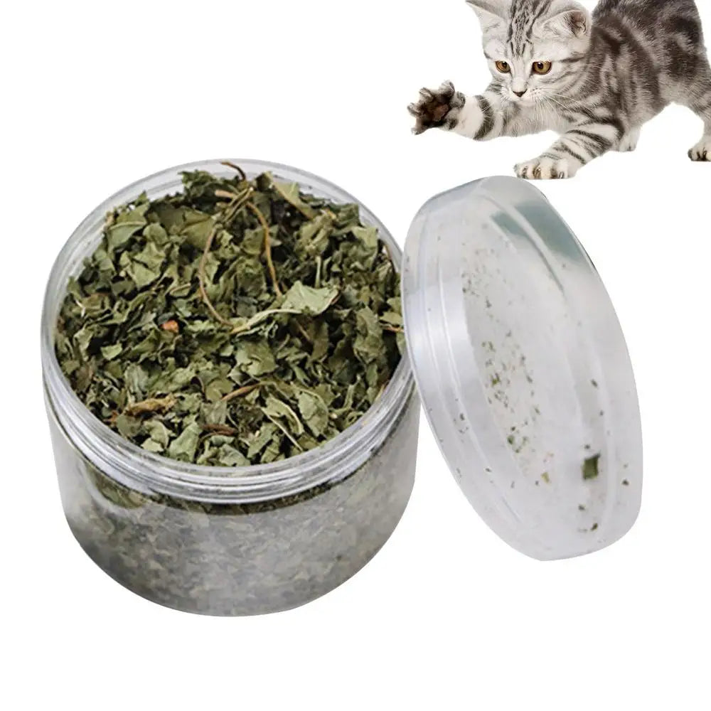 Pettechhair catnip jar with dried catnip leaves and curious gray tabby cat playing nearby