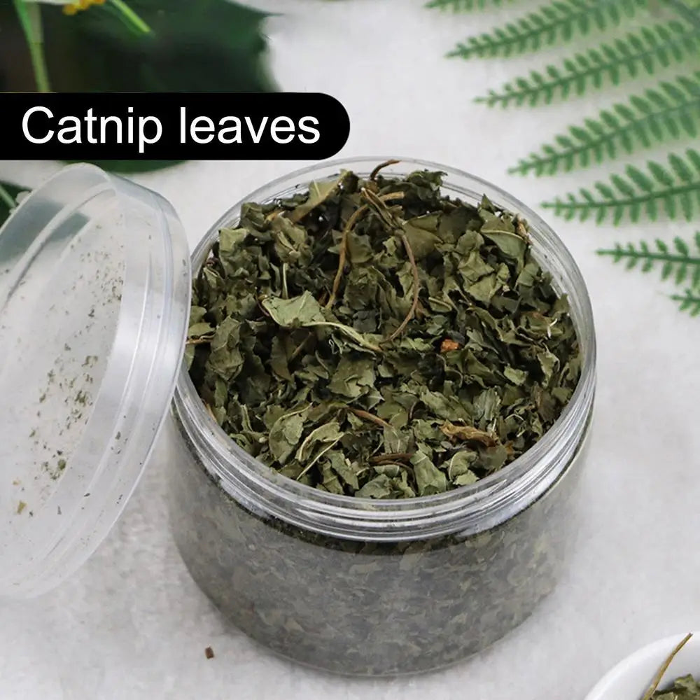 Pettechhair catnip leaves in clear jar dried organic catnip for playful cats natural cat treat