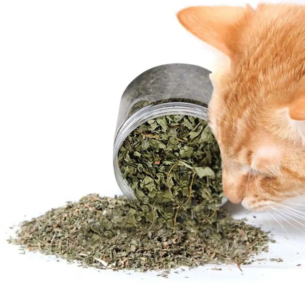 pettechhair dried catnip spilled from jar with orange tabby cat sniffing for playful pets