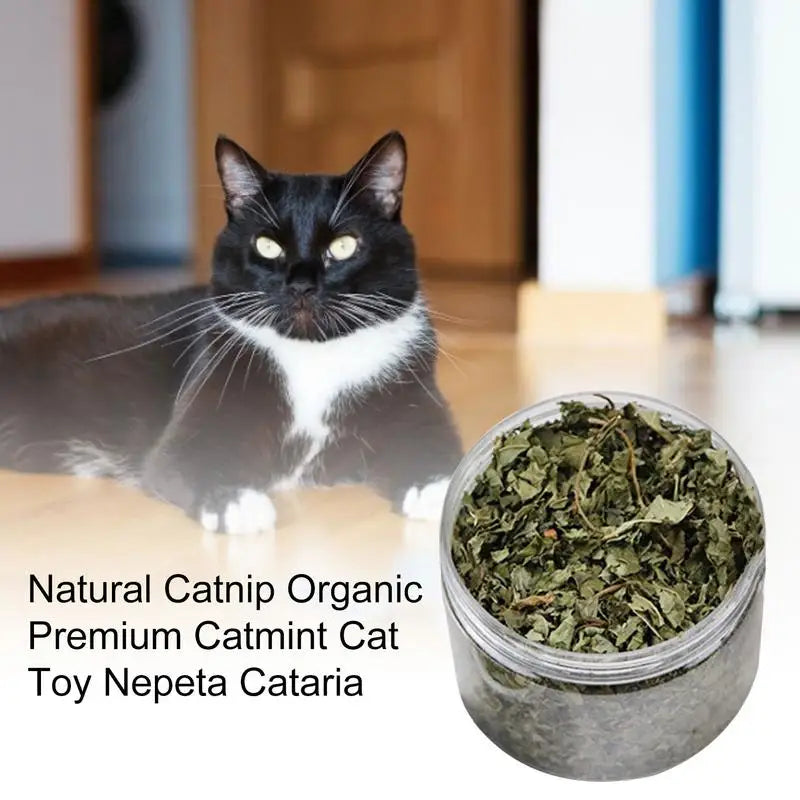 Tuxedo cat next to jar of natural organic catnip leaves for cat toys and playful stimulation