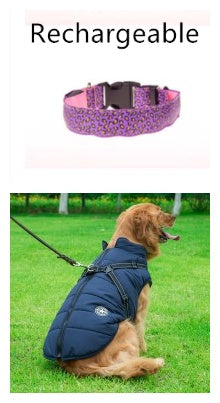 Pettechhair rechargeable purple dog collar and blue insulated dog jacket harness on golden retriever