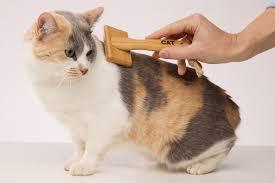 How to Remove Pet Hair from Furniture Easily
