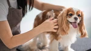 Caring for Your Dog Beyond the Basics: Grooming, Nutrition & Daily Wellbeing