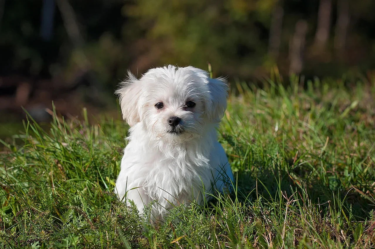 10 Amazing Dog Facts You Didn’t Know