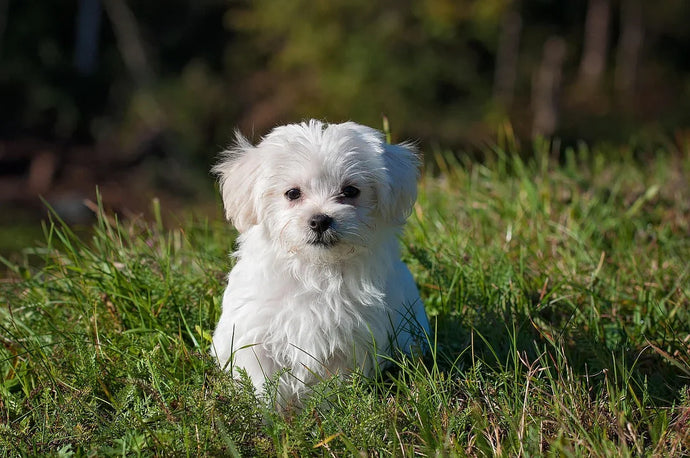 10 Amazing Dog Facts You Didn’t Know
