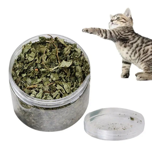 pettechhair catnip jar with dried catnip leaves for playful cats shown with kitten batting at treat