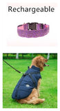 Pettechhair rechargeable purple dog collar and blue insulated dog jacket harness on golden retriever